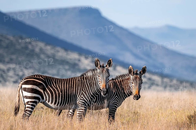 Two Cape Mountain Zebra (Equus zebra zebra), adult animal, Mountain Zebra National Park, Eastern Cape, South Africa