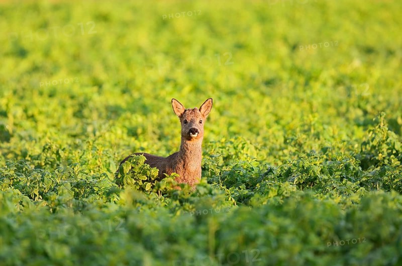 European roe deer (Capreolus capreolus), young roebuck, North Rhine-Westphalia, Germany