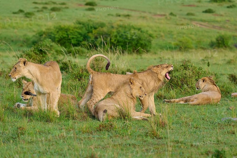 A yawning lion stands amongst a pride on the savannah and moves, lion (Panthera leo), Masai Mara National Reserve, Narok County, Kenya