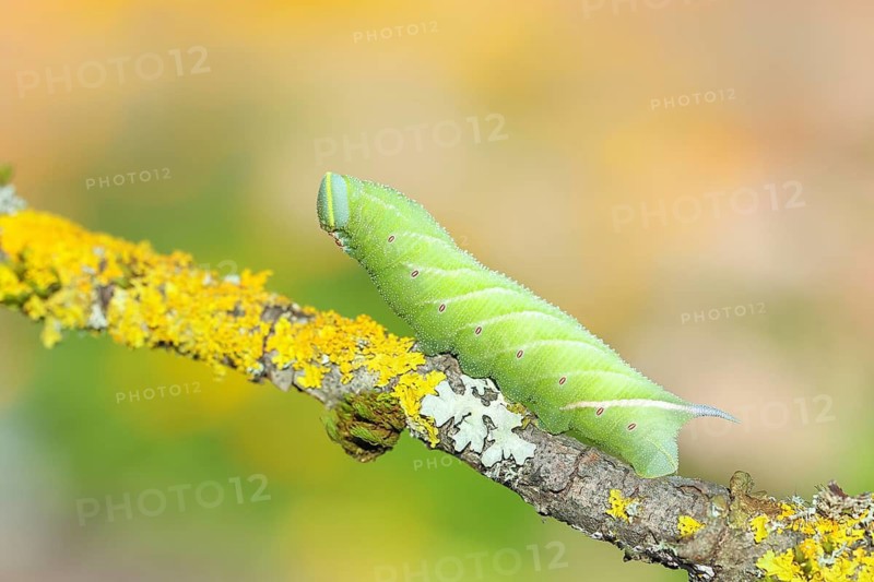 Evening Peacock (Smerinthus ocellata), caterpillar climbing a branch, hawk-moths, insects, moths, butterflies, animals, other animals, Siegerland, North Rhine-Westphalia, Germany