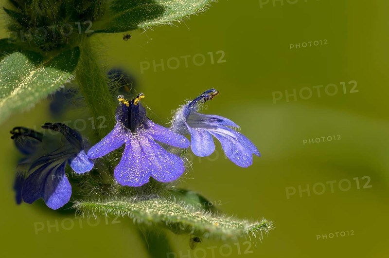 Ajuga Genevensis, Geneva Bugleweed, Geneva Bugleweed, Heather Guensel, Lamiaceae, Lamiaceae, Blue Bugle, Blue Bugleweed, Flora, Plants, Upright Bugle