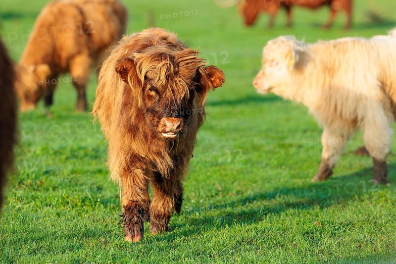 Early one sunny morning, a Highland calf (Bos primigenius taurus) walks across a green pasture at the edge of the forest. Bavaria, Germany