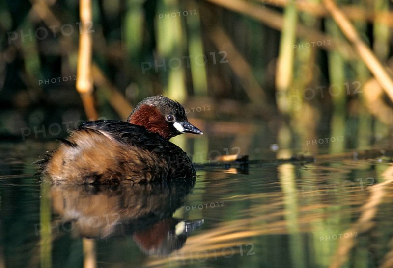 Littele Grebe, Tachybaptus Ruficollis, Little Grebe, Birds, Dabchick, Grebe, Grebe, Mirror, Podicipedidae, Mirror Image, Diver, Birds, Waterbirds