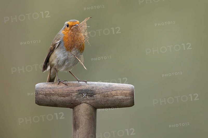 European robin (Erithacus rubecula) adult garden bird on a fork handle with nest material in its beak in spring, England, United Kingdom