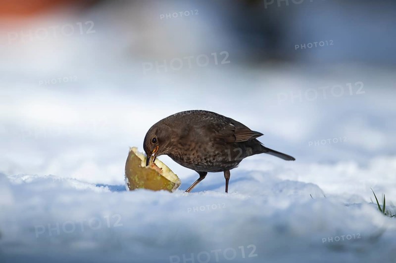 Eurasian blackbird (Turdus merula) adult garden bird feeding on fruit on a snow covered grass lawn in winter, England, United Kingdom