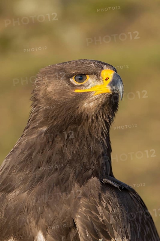 Portrait of Aquila nipalensis, steppe eagle, in late light with green background