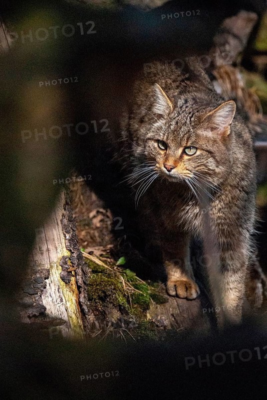 Carnivora, felis silvestris, predators, wildcat, high size, portrait format, mammals, raptors, sleep, mammals