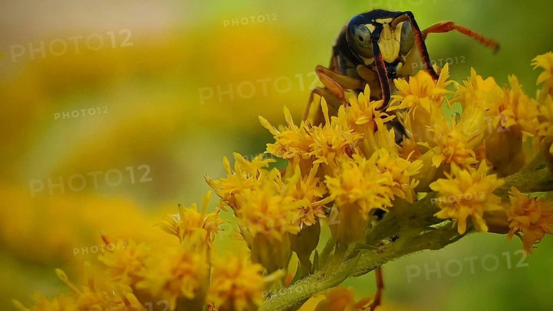 A house wasp (Polistes dominula) clinging to a yellow flower, captured in close-up detail, Rennsteig, Frankenwald nature park Park, Upper Franconia