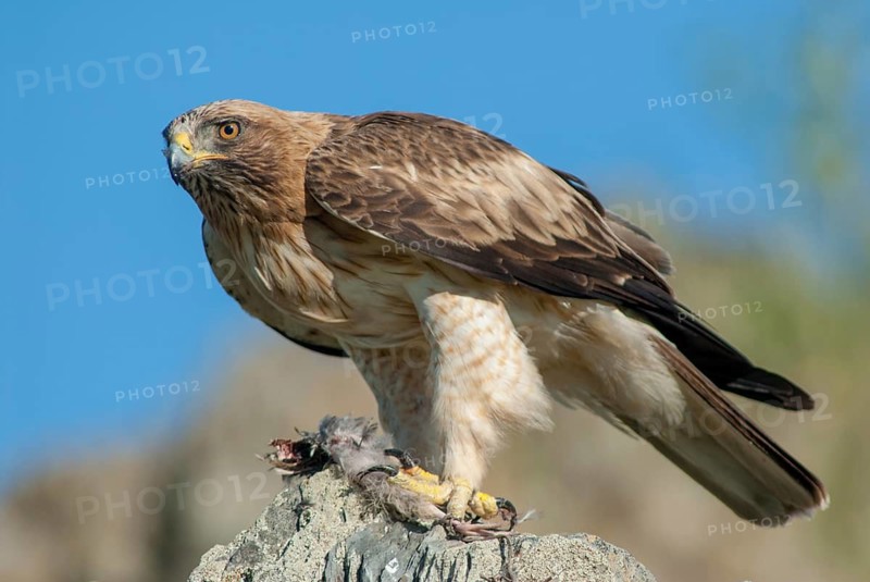 Accipitriformes, Booted Eagle, Hieraaetus Pennatus, Dwarf Eagle, Birds, Eagles, Extremadura, Raptors, Raptors, Spain, Birds