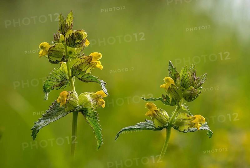 Brownwort family, small rattlespot, rhinanthus minor, scrophulariaceae, cockscomb, flora, hayrattle, rattlespot, little yellow rattle, plants, yellow rattle