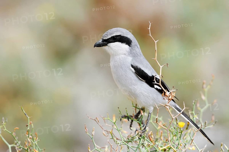 Great Grey Shrike (Lanius excubitor koenigi), Fuerteventura, Canary Islands, Spain
