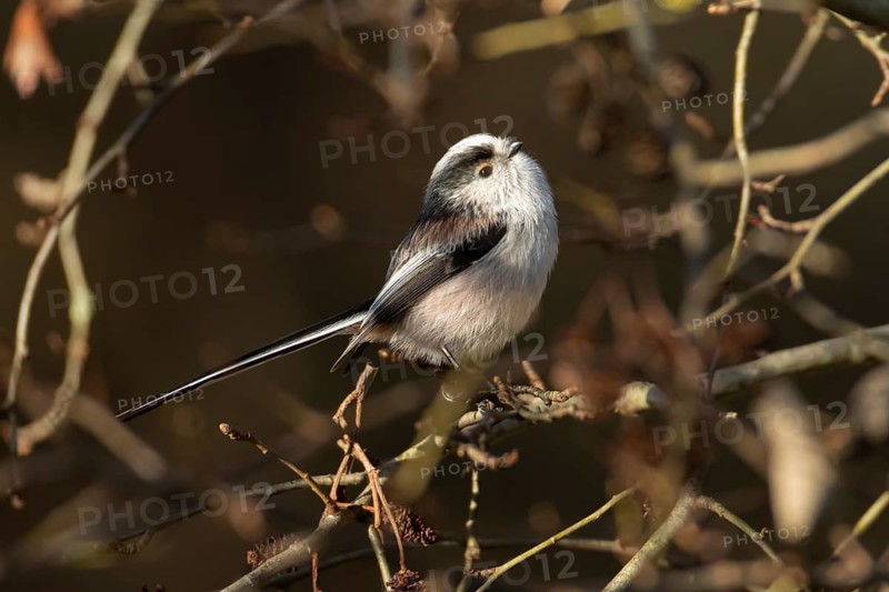 Long tailed tit (Aegithalos caudatus) adult bird on a tree branch, England, United Kingdom