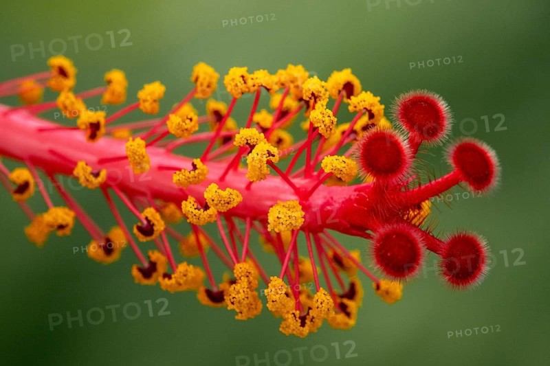 Hibiscus, flower with male and female reproductive organs, stigmas and stamens with anthers, macro photograph, Baden-Württemberg, Germany