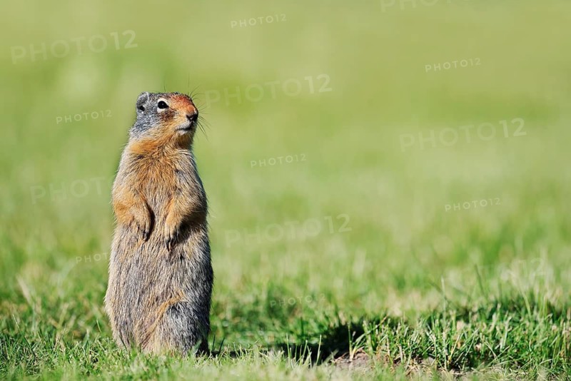 A Columbia ground squirrel (Urocitellus columbianus, Spermophilus columbianus) stands upright in a meadow, Waterton Lakes National Park, Alberta, Canada