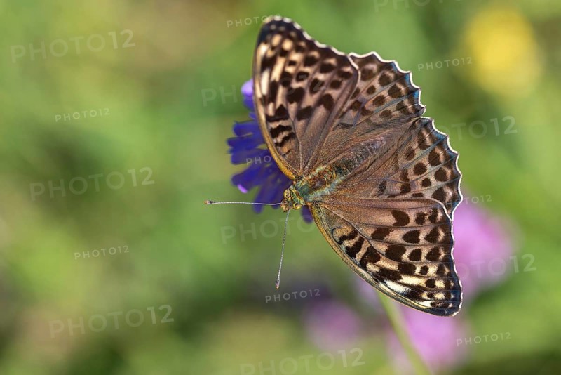 Argynnis paphia, imperial mantle, silver-washed fritillary, butterfly, female, insects, butterfly, butterflies, butterflies, female
