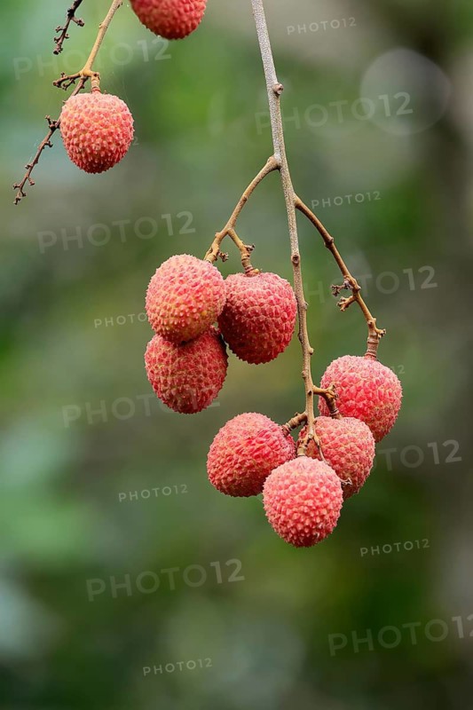 Lychee tree (Litchi chinensis), lychee tree, fruit, ripe, on the tree, Monzi, KwaZulu-Natal, South Africa