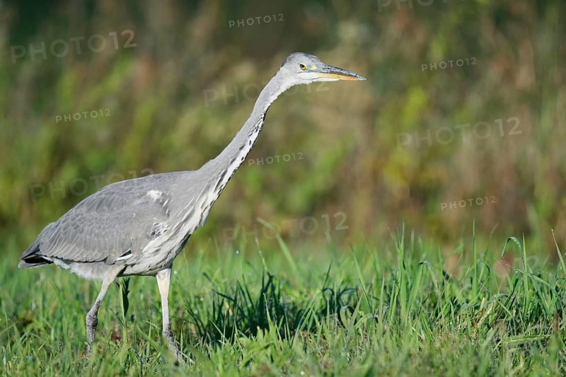 Grey heron (Ardea cinerea) foraging in a meadow, North Rhine-Westphalia, Germany