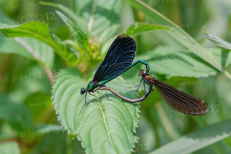 Beautiful demoiselle, blue-winged dragonfly, Calopteryx virgo, dragonfly, dragonflies, insects, copula, dragonflies, mating wheel, zygoptera