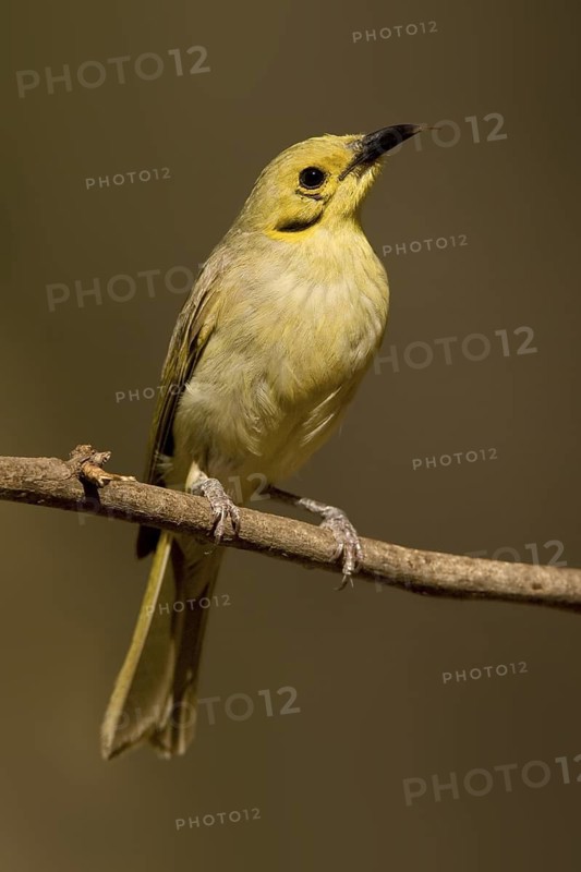 Yellow-tinted Honeyeater (Ptilotula flavescens), Western Australia, Australia