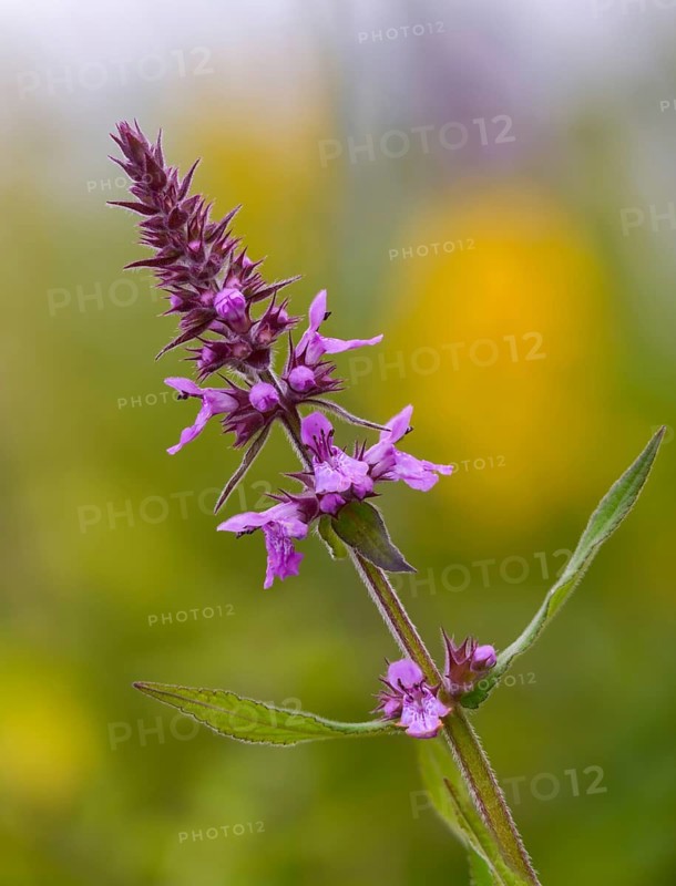 Bloodwillow, Lythraceae, Lythrum salicaria, willow plants, flora, high size, portrait, plants, purple loosestrife, purple lythrum, spiked loosestrife