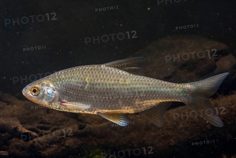 Roach, rutilus rutilus, swan, feather, fish, fishes, pisces