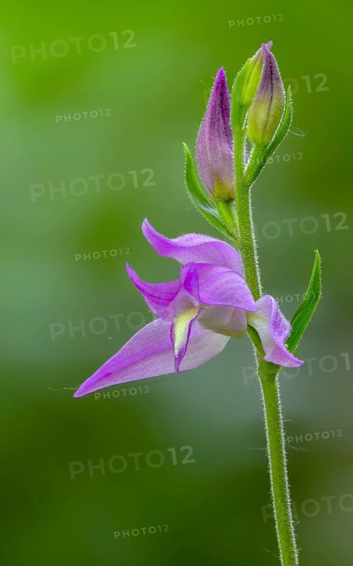 Cephalanthera rubra, orchids, orchids, orchid plants, purple forest bird, forest bird, flora, high size, vertical format, plants, plants, red helleborine