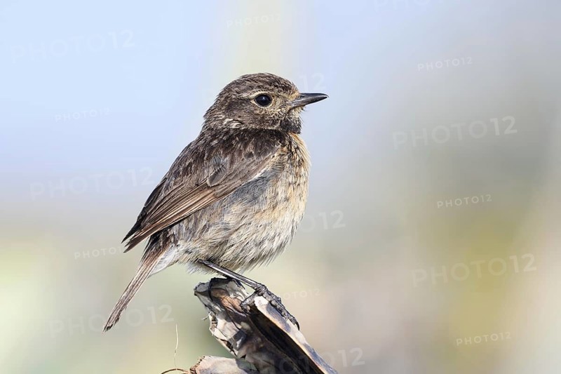Stonechat (Saxicola rubicola), female, Algarve, Portugal