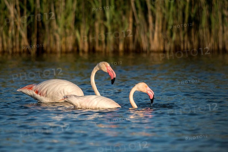 Afro-Asian Greater Flamingo, Eurasian Flamingo, European Flamingo, Granelli, Greater Flamingo, Italy, Pantano Cuba Lagoon, Pantano Longarini Lagoon, Pantani Cuba and Longarini, Phoenicopterus Roseus, Rosy Flamingo, Migratory Bird Sanctuary Pantani Cuba & Longarini, Birds, Ciconiiformes, Flamingo, Italy birds, Sicily, Foundation for Biodiversity, stork birds, birds