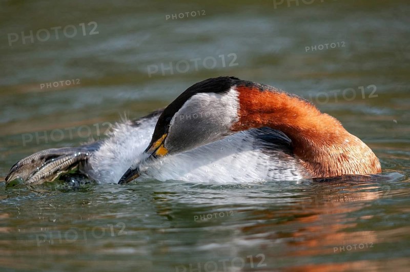 Podiceps grisegena, red-necked grebe, birds, plumage care, grebe, podicipedidae, preening, diver, birds, waterbirds, waterbirds
