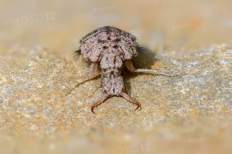 Ant maids, ant lion, Euroleon nostras, spotted winged ant maid, Myrmeleontidae, Neuroptera, Suffolk antlion, insects, larva, larva, reticulated