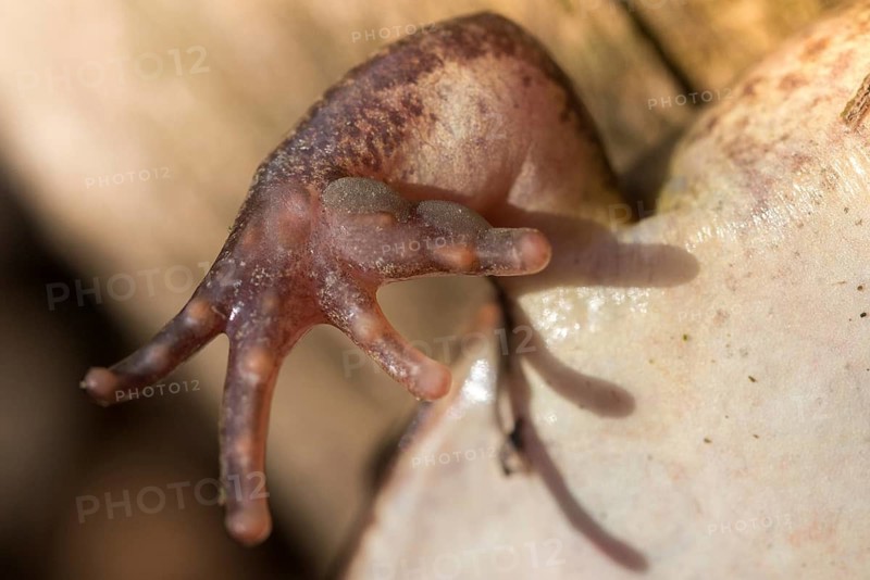 Agile frog, rutting calluses, estrus calluses, nuptial pad, mating calluses, rana dalmatina, jumping frog, amphibian, frog, frogs, amphibians