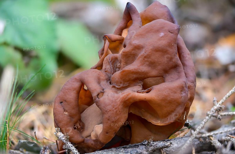 Bishop's cap, bishop's cap lornel, gyromitra infula, cap lornel, saddle-shaped false morel, elf saddle, fungi, fungus, hooded false morel, mushrooms