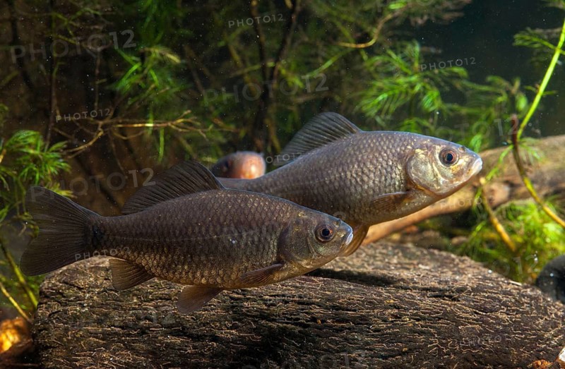 Carassius carp, crucian carp, cobbler carp, fish, fishes, pisces