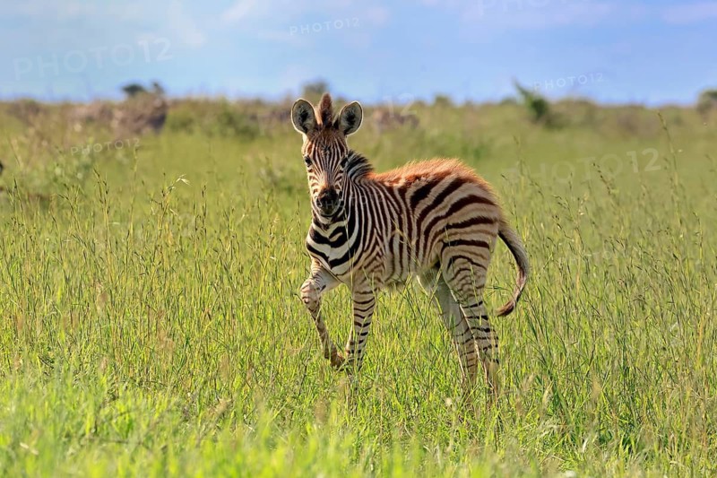 Burchell's zebra (Equus quagga burchelli), Burchell's zebra, young animal, foal, alert, Kruger National Park, Kruger National Park, South Africa