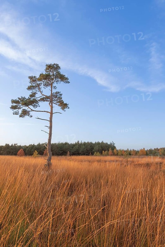 Husum, Nienburg, Lower Saxony, Germany