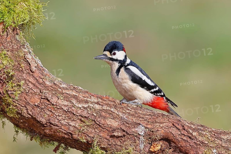 Great Spotted Woodpecker (Dendrocopos major) – male, perched on a tree trunk, Wilnsdorf, North Rhine-Westphalia, Germany