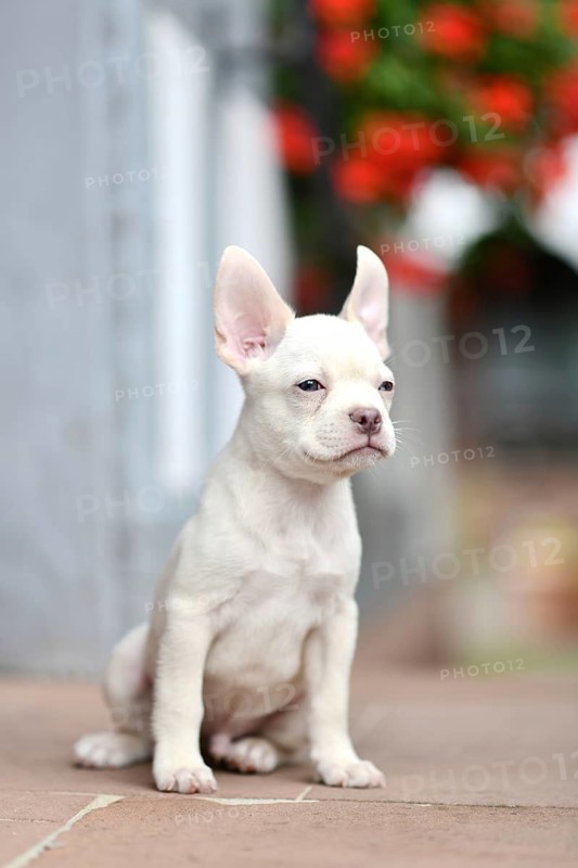 Platinum tan French Bulldog with healthy long muzzle sitting on a street