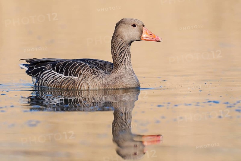 Greylag goose (Anser anser), swimming with its reflection, North Rhine-Westphalia, Germany
