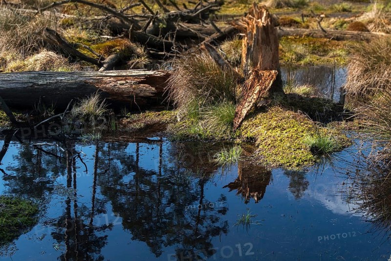 Germany, Greiz, Pöllwitzer Wald, Thuringia, Bog, Landscape, Marsh, Moor, Vogtland, Rewetting