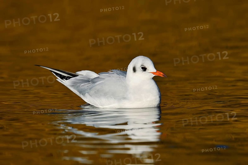 Black-headed gull (Chroicocephalus ridibundus, Larus ridibundus) in winter plumage swimming on a lake, North Rhine-Westphalia, Germany