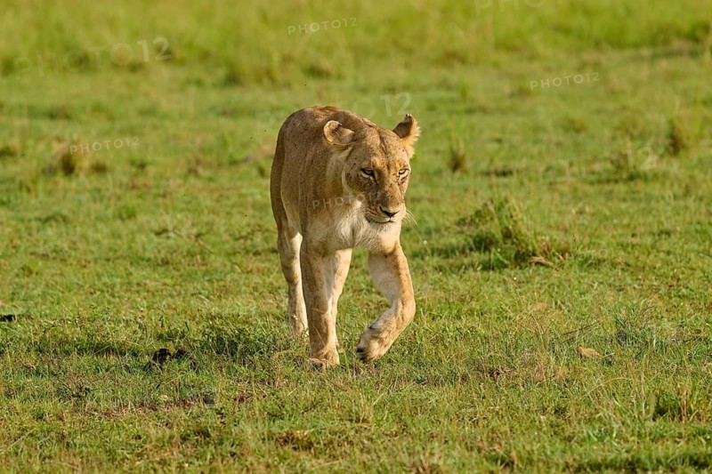 A lioness walks alone through the grasslands, lion (Panthera leo), Masai Mara National Reserve, Narok County, Kenya