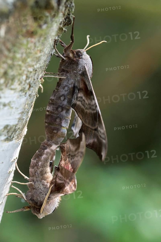 Evening peacock, eyed hawk moth, smerinthus ocellata, smerinthus ocellatus, sphingidae, butterfly, high size, portrait format, insects, copula, moths, moths, moths, mating, butterfly, swarmer