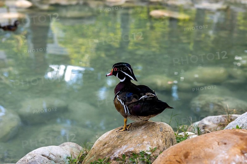 A pair of wood ducks relax on the rocky shore of a tranquil pond. The clear water reflects the lush greenery around them, creating a peaceful atmosphere. Wild life of ducks