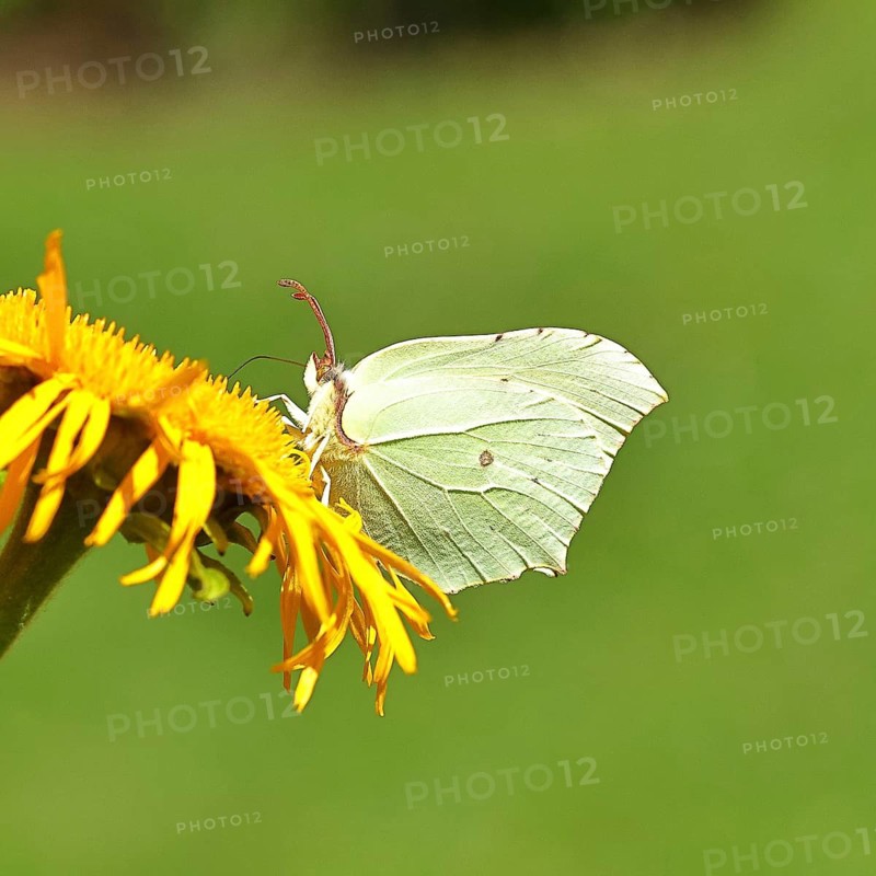 Lemon butterfly (Gonepteryx rhamny) on a yellow flower of a Great Telekie (Telekia speciosa), close-up, wildlife, insects, butterflies, diurnal butterflies, Wilnsdorf, North Rhine-Westphalia, Germany
