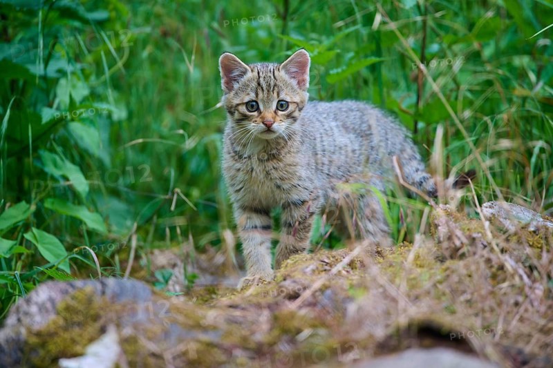 A curious kitten stands in the green grass, looking intently, a young European wildcat (Felis silvestris), Hesse, Germany