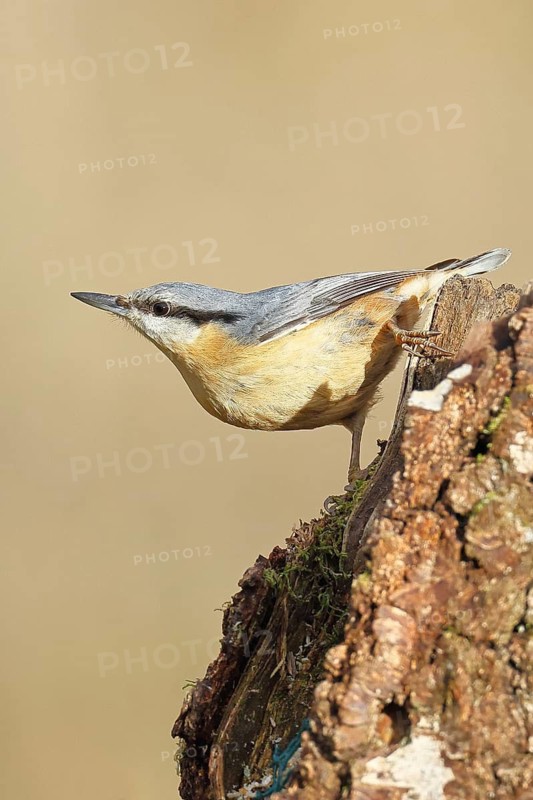 A nuthatch (Sitta europaea) climbing a birch trunk, animals, birds, Wilnsdorf, North Rhine-Westphalia, Germany