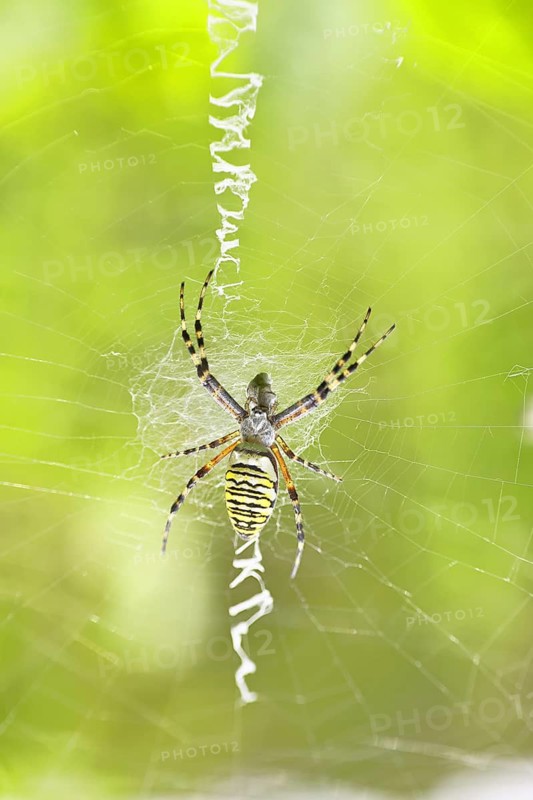 Wasp spider, zebra spider (Argiope bruennichi) on its web in a blackberry bush in a vineyard, Cochem, Moselle, Rhineland-Palatinate, Germany