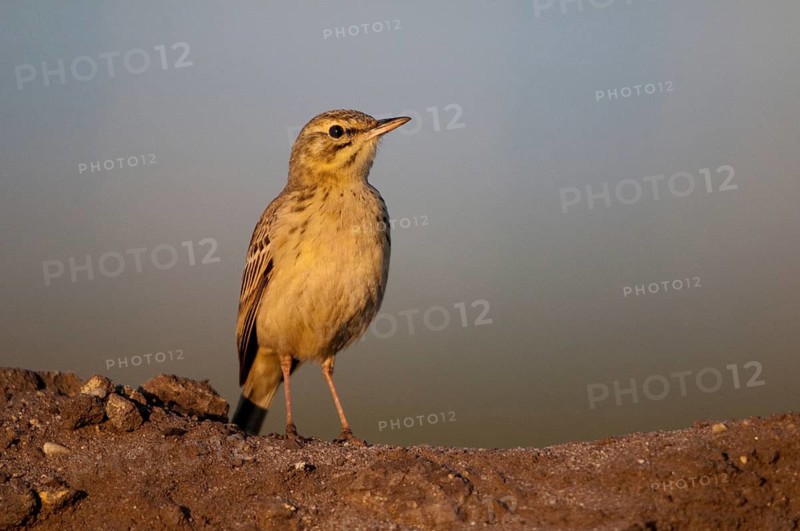 2009, Anthus Campestris, Brachpieper, Brandenburg, Germany, Grünhäuser See, Nabu, national natural heritage, natural paradise Grünhaus, tawny pipit, post-mining landscape, birds, green house, passeri, songbirds, birds