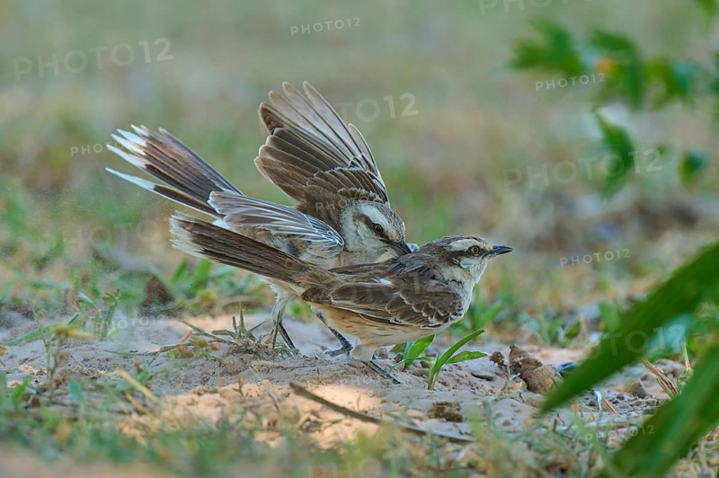 Two birds, a female and a male, displaying courtship behaviour in their natural habitat: the mocking thrush (Mimus polyglottos), Pantanal, Mato Grosso, Brazil