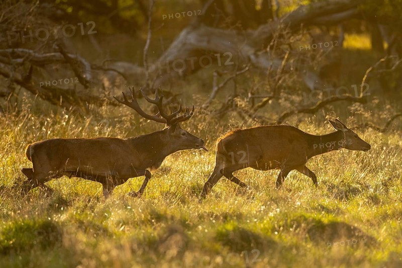 Red deer (Cervus elaphus) in rut, Klamptenborg, Copenhagen, Denmark